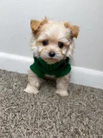 Theo , a male Maltipoo for sale in Dayton, OH – 4 of 7