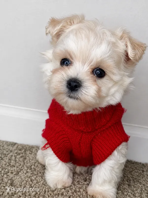 Mr. – Maltipoo puppy for sale in Dayton, OH