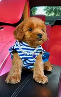 SAIGE , a female Poodle - Toy  for sale in Dayton, OH – 6 of 8