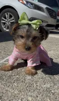 Coco , a female Yorkshire Terrier for sale in Dayton, OH – 3 of 8