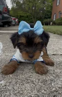 Promise , a female Yorkshire Terrier for sale in Dayton, OH – 9 of 9