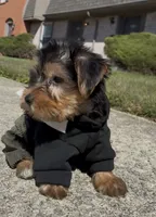 Bronx , a male Yorkshire Terrier for sale in Dayton, OH – 5 of 7
