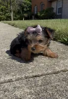 Tulip , a female Yorkshire Terrier for sale in Dayton, OH – 5 of 9