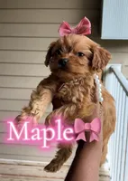 Maple, a female Poodle - Toy  for sale in Dayton, OH – 2 of 6