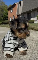 O’rion , a male Yorkshire Terrier for sale in Dayton, OH – 2 of 10