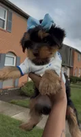 Promise , a female Yorkshire Terrier for sale in Dayton, OH – 2 of 9