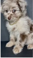 Milo Bleu, a male Pomeranian and Poodle - Toy  for sale in Dayton, OH – 6 of 9
