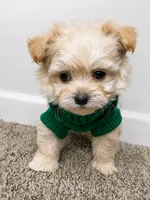 Theo , a male Maltipoo for sale in Dayton, OH – 5 of 7