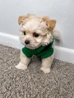 Theo , a male Maltipoo for sale in Dayton, OH – 6 of 7