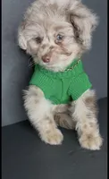 Milo Bleu, a male Pomeranian and Poodle - Toy  for sale in Dayton, OH – 3 of 9