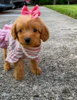 Lola, a female Poodle - Toy  for sale in Dayton, OH – 6 of 6