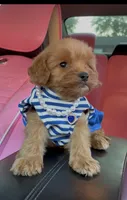 SAIGE , a female Poodle - Toy  for sale in Dayton, OH – 7 of 8