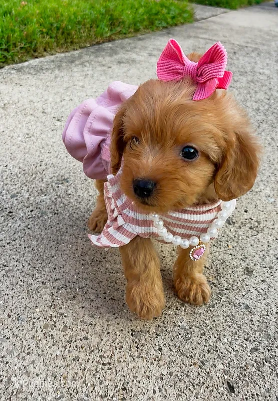 Lola – Poodle - Toy  puppy for sale in Dayton, OH