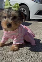 Coco , a female Yorkshire Terrier for sale in Dayton, OH – 6 of 8