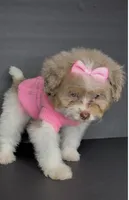 Skye Channel , a female Pomeranian and Poodle - Toy  for sale in Dayton, OH – 5 of 9