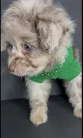 Milo Bleu, a male Pomeranian and Poodle - Toy  for sale in Dayton, OH – 2 of 9