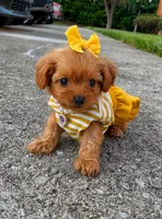 Maple, a female Poodle - Toy  for sale in Dayton, OH – 1 of 6