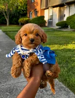 SAIGE , a female Poodle - Toy  for sale in Dayton, OH – 4 of 8