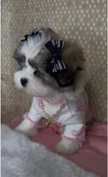 Bella Monroe , a female Mal Shi for sale in Dayton, OH – 5 of 9