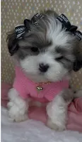 Bella Monroe , a female Mal Shi for sale in Dayton, OH – 6 of 9