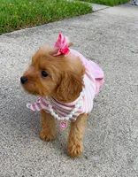 Lola, a female Poodle - Toy  for sale in Dayton, OH – 5 of 6