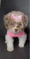 Skye Channel , a female Pomeranian and Poodle - Toy  for sale in Dayton, OH – 4 of 9