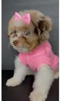 Skye Channel , a female Pomeranian and Poodle - Toy  for sale in Dayton, OH – 2 of 9