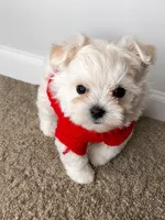 Mr., a male Maltipoo for sale in Dayton, OH – 6 of 9