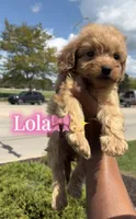 Lola, a female Poodle - Toy  for sale in Dayton, OH – 3 of 6