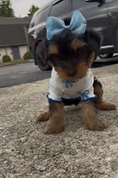 Promise , a female Yorkshire Terrier for sale in Dayton, OH – 6 of 9