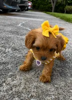 Maple, a female Poodle - Toy  for sale in Dayton, OH – 5 of 6