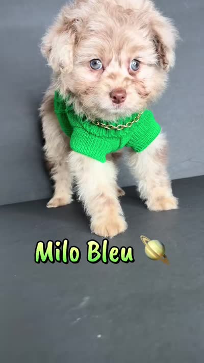 Milo Bleu, a male Pomeranian and Poodle - Toy  for sale in Dayton, OH – 9 of 9