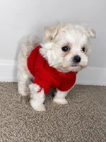Mr., a male Maltipoo for sale in Dayton, OH – 9 of 9