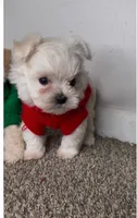 Mr., a male Maltipoo for sale in Dayton, OH – 2 of 9