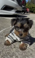 O’rion , a male Yorkshire Terrier for sale in Dayton, OH – 8 of 10