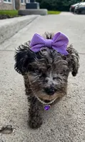 Stormi , a female Poodle - Toy  for sale in Dayton, OH – 3 of 6