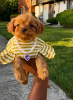 Maple, a female Poodle - Toy  for sale in Dayton, OH – 6 of 6