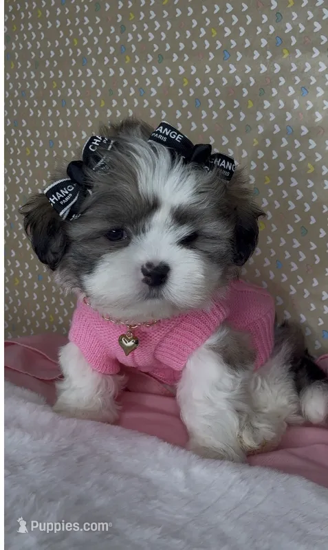Bella Monroe  – Mal Shi puppy for sale in Dayton, OH