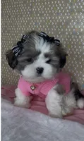 Bella Monroe , a female Mal Shi for sale in Dayton, OH – 1 of 9