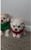 Theo , a male Maltipoo for sale in Dayton, OH – 2 of 7