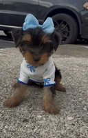 Promise , a female Yorkshire Terrier for sale in Dayton, OH – 7 of 9