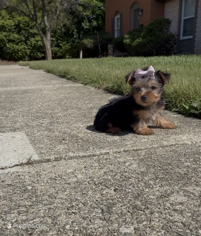 Tulip  – Yorkshire Terrier puppy for sale in Dayton, OH