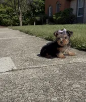 Tulip , a female Yorkshire Terrier for sale in Dayton, OH – 1 of 9