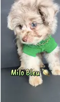 Milo Bleu, a male Pomeranian and Poodle - Toy  for sale in Dayton, OH – 5 of 9