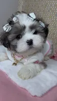 Bella Monroe , a female Mal Shi for sale in Dayton, OH – 8 of 9