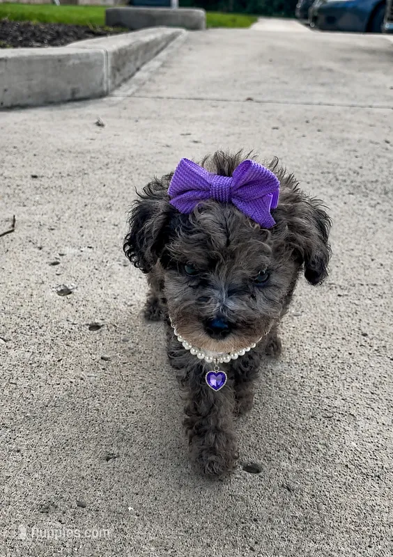 Stormi  – Poodle - Toy  puppy for sale in Dayton, OH
