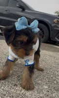 Promise , a female Yorkshire Terrier for sale in Dayton, OH – 8 of 9