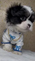 Zorro Valentino , a male Mal Shi for sale in Dayton, OH – 2 of 9
