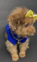 Honey D’ior , a female Pomeranian and Poodle - Toy  for sale in Dayton, OH – 6 of 7