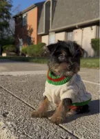 Saint , a male Yorkshire Terrier for sale in Dayton, OH – Photo 3 of 7